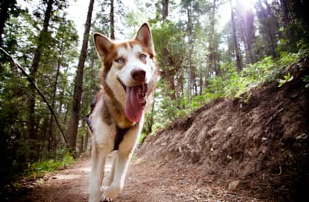Close-up of a dog with its tongue out on a dirt trail, surrounded by trees.