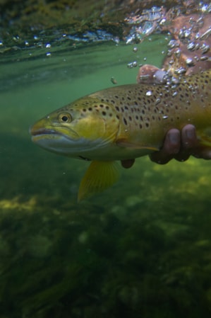 Underwater view of a person's hands holding a fish.