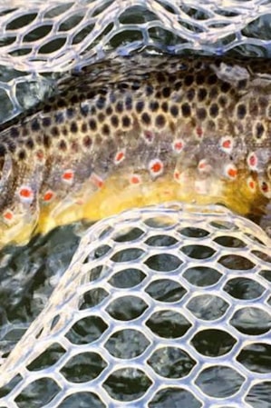 header_trout_net_cameron_kirby