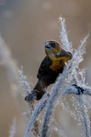Bear River Migratory Bird Refuge