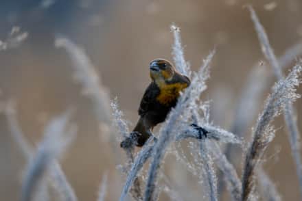 A close-up of a small brown bird perched on a thick blade of grass covered in ice.