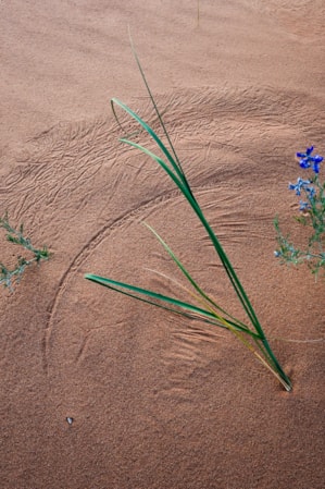 web2000_desertshutterspeed_angie_payne_uot-2019_coral-pink-sand-dunes-12-edit-edit