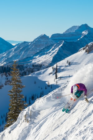 Snowbird