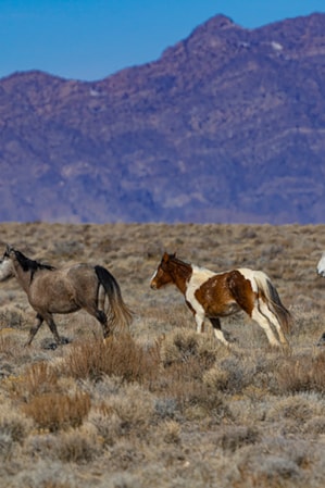 web2000_herds_of_the_west_desert_greig-huggins_dsc0093-uot-1000px-preview