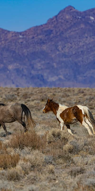 web2000_herds_of_the_west_desert_greig-huggins_dsc0093-uot-1000px-preview