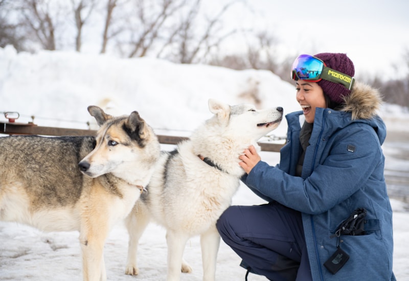 Park City 2022 Christmas Meet The Sleigh Dogs Dog Sledding Park City - Meet The Arctic Pups | Visit Utah