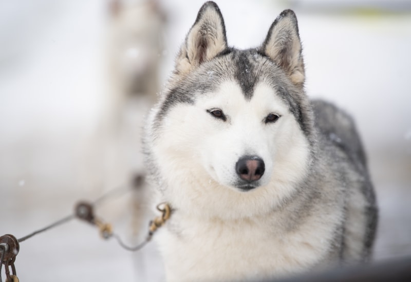 Dog Sledding Park City Meet The Arctic Pups Visit Utah