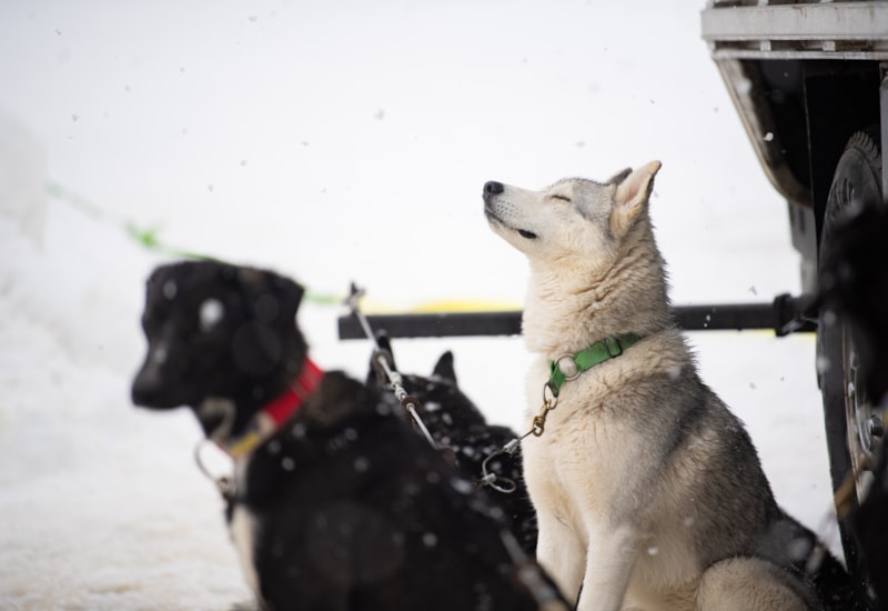 Dog Sledding Park City Meet The Arctic Pups Visit Utah