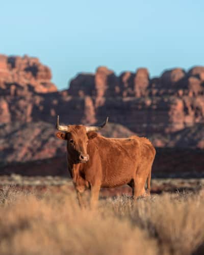Bears Ears National Monument
