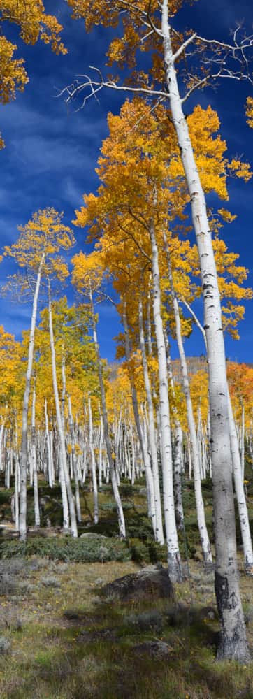 Pando Landscape The Pando Tree | Visit Utah