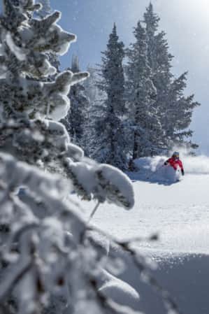 A skier making turns in the snow, surrounded by pine trees blanketed in snow.