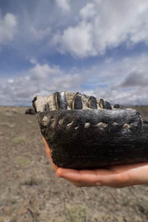 A person’s hand holding a fossil outdoors.