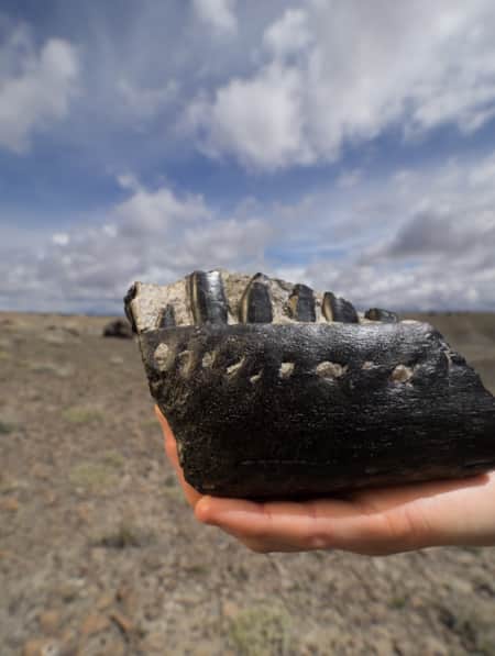 A person’s hand holding a fossil outdoors.