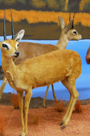 Taxidermy display of three deer, a turkey, and two beavers gathered near a hand-painted body of water.