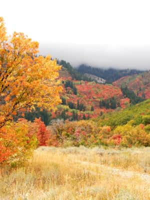 web2000_leafpeeping__wheelercanyon_fall_usfs_flickr