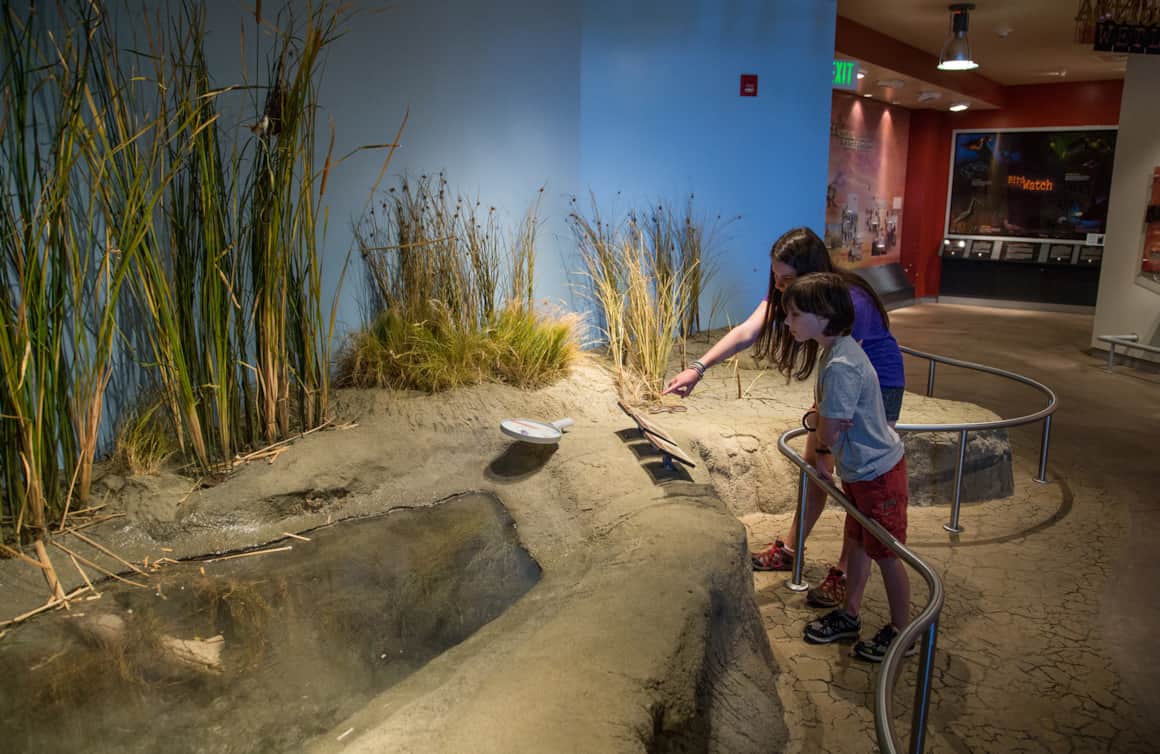 The world-class visitor center at Bear River Migratory Bird Refuge has a wealth of exhibits and interpretive displays.