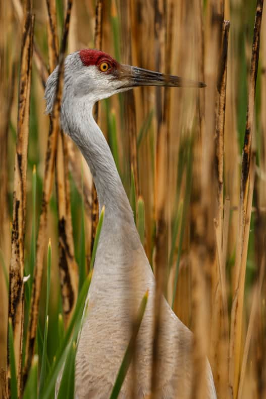 Situated at the junction of two of North America’s most-traveled migratory flyways, Bear River Migratory Bird Refuge is a magnet for birds — and for birders.