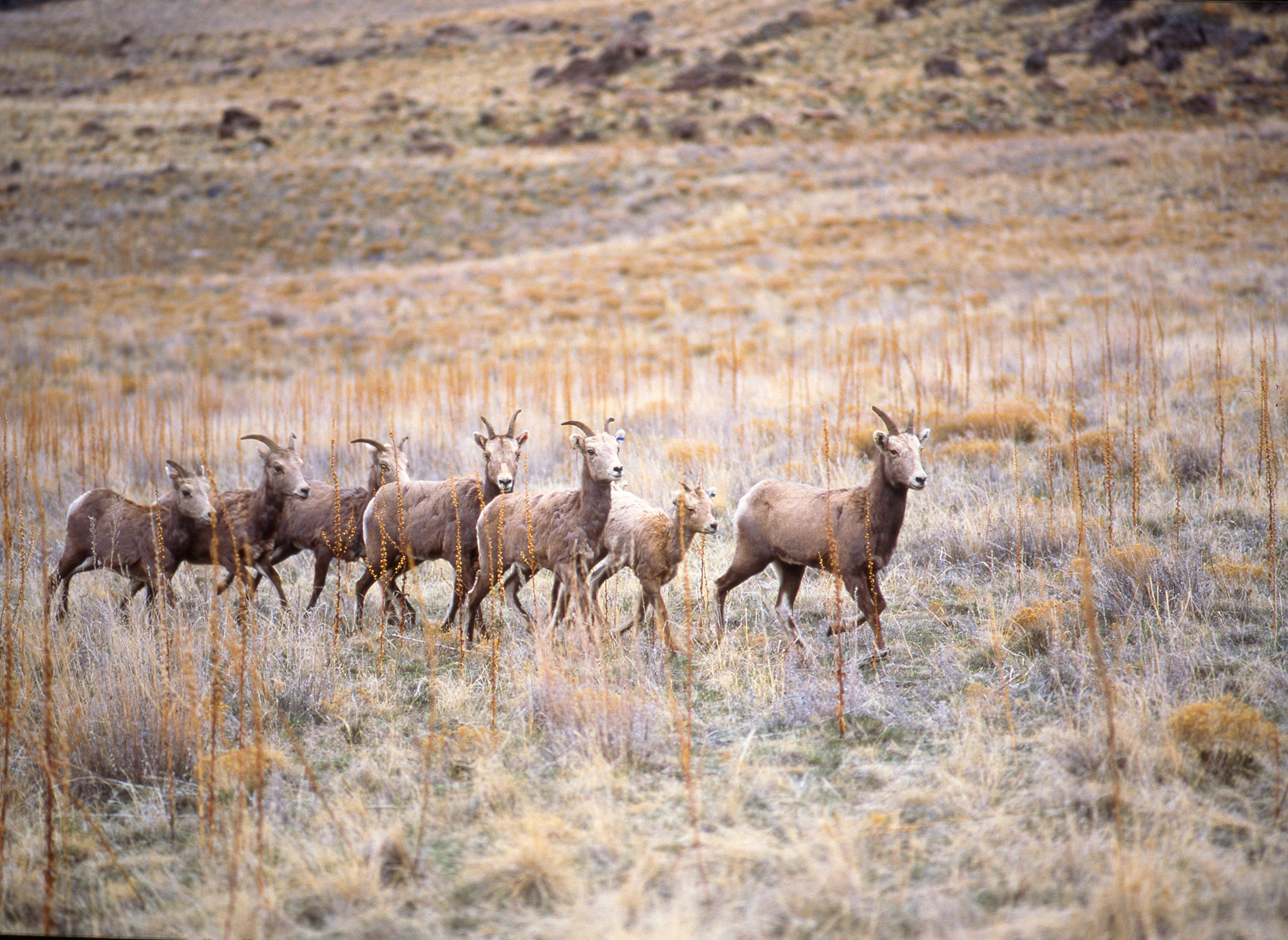 Bighorn_Sheep_Antelope-Island_Greenwood-Steve_2008