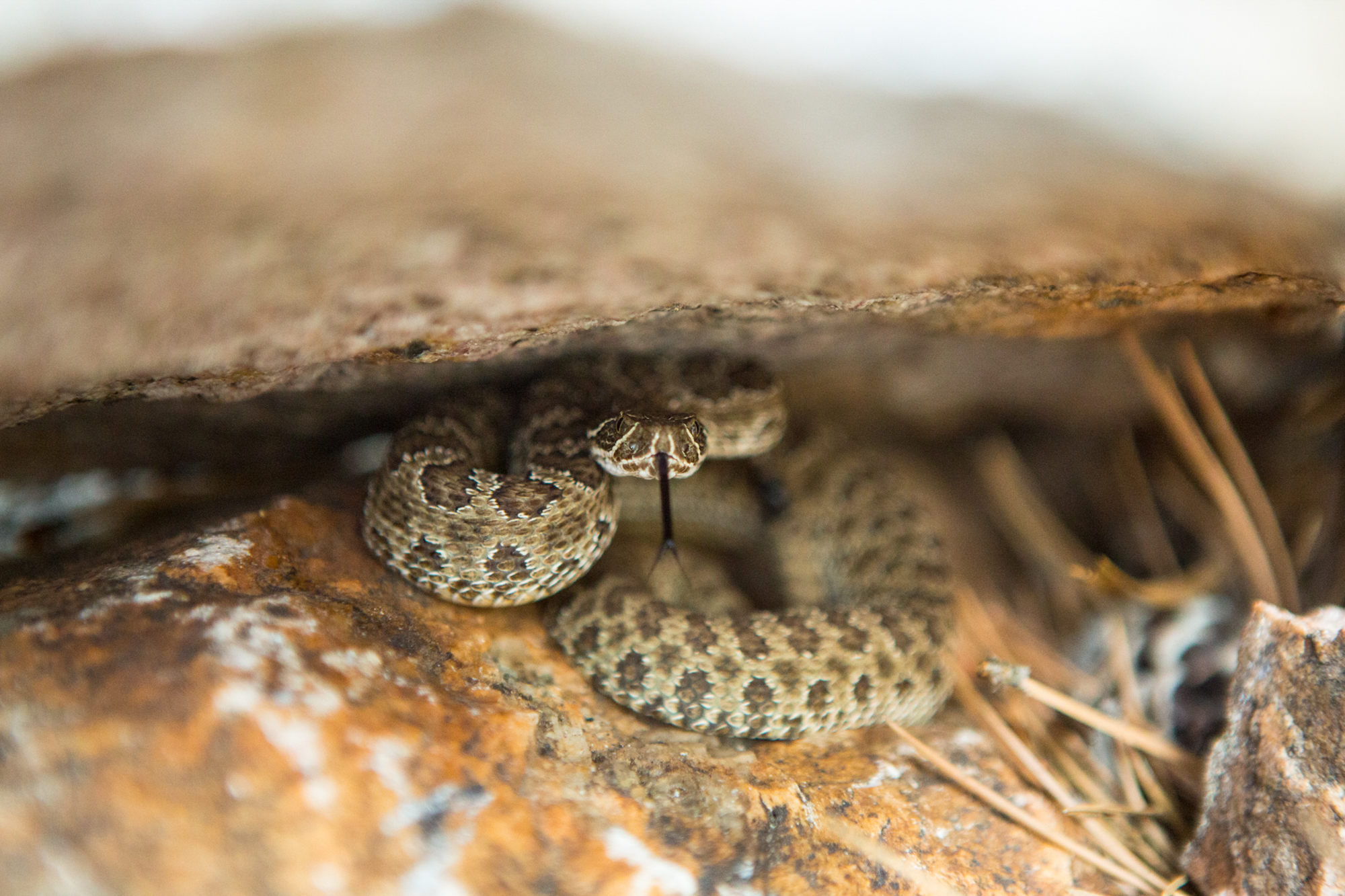 Rattlesnakes In Utah - Safety Tips | Visit Utah | Visit Utah