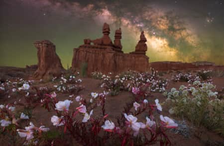 Pink, red, and white wildflowers surround hoodoos under a dark sky showcasing the Milky Way.