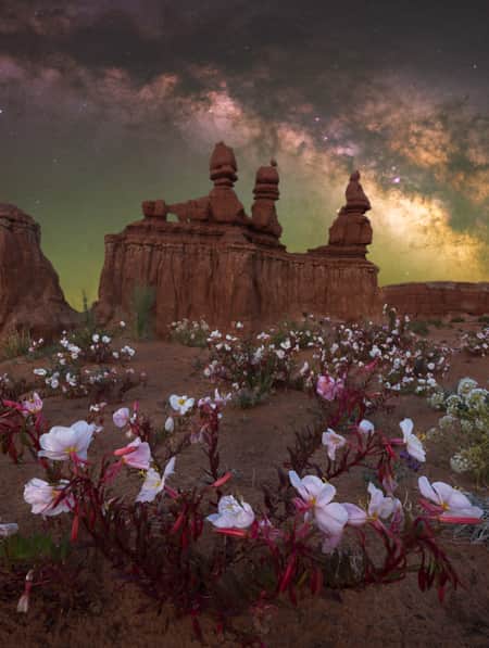 Pink, red, and white wildflowers surround hoodoos under a dark sky showcasing the Milky Way.