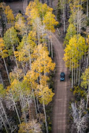 Aerial view of yellow-leaved aspen trees with a road running through the center, where someone is riding an ATV.