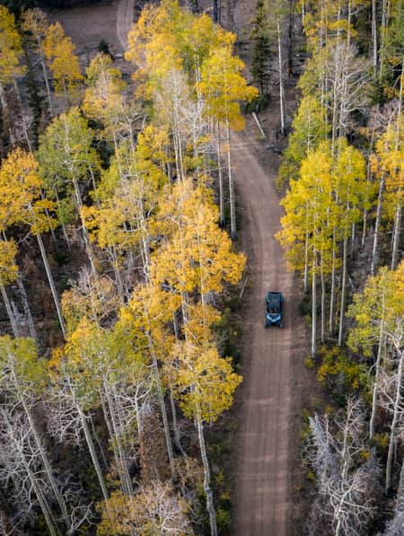 Aerial view of yellow-leaved aspen trees with a road running through the center, where someone is riding an ATV.