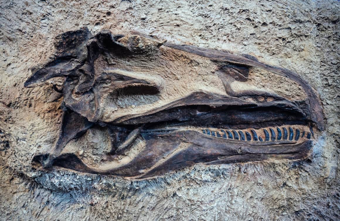 The gateway to Dinosaur National Monument's prehistory is in the Dinosaur Quarry near Jensen, Utah. Here you will uncover the world-famous fossil exhibits that give the park its name.