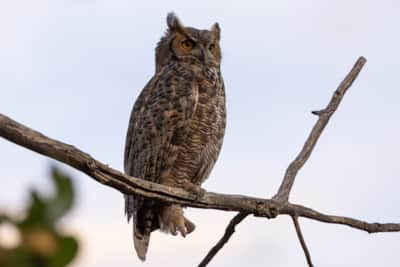 A great horned owl perches in a tree and scans for prey in the meadows of Ouray National Wildlife Refuge.