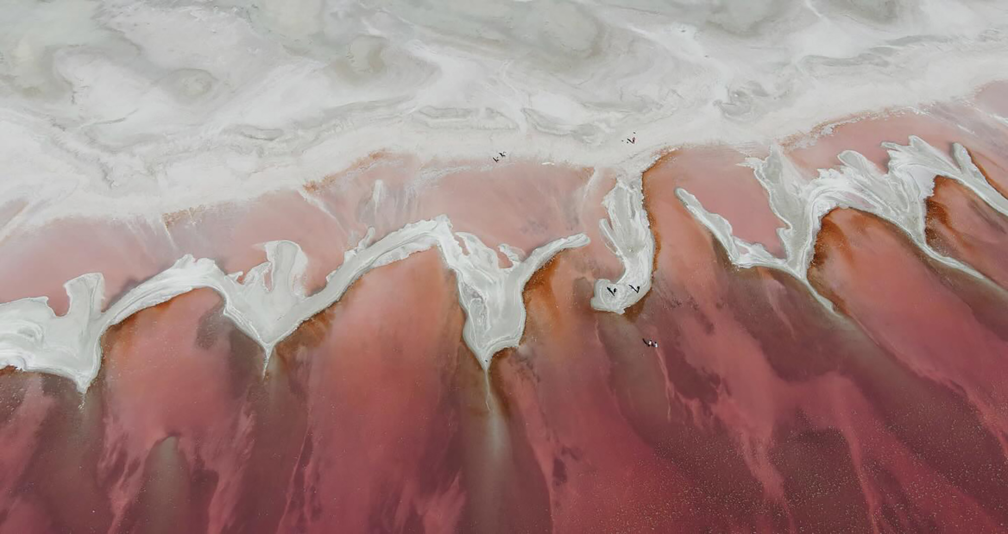 Great Salt Lake's pink lake