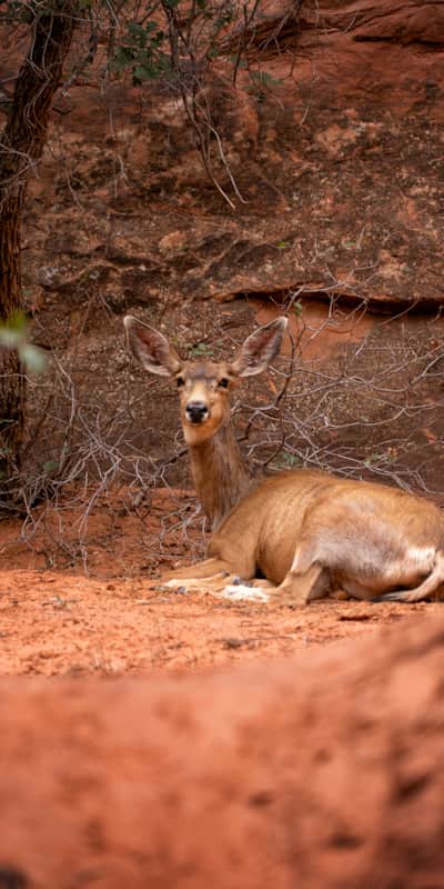 Although seemingly barren, many plants and animals call the desert home.