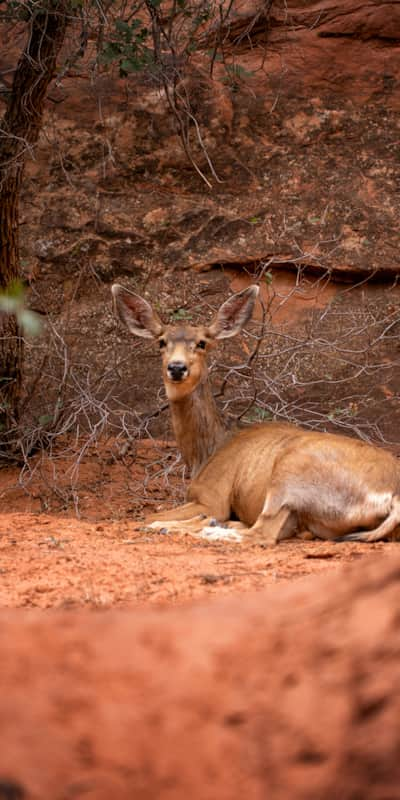 Arches_Mighty-Five_Deer_Wildlife_Payne_Angie_2020