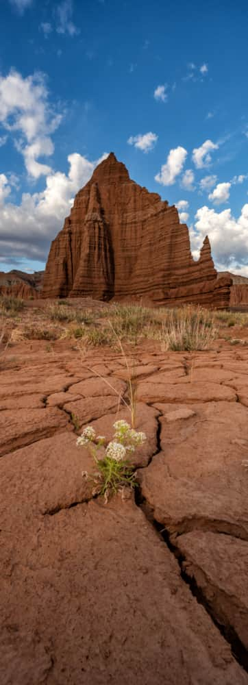 Capitol-Reef_Mighty-Five_Payne-Angie_2020