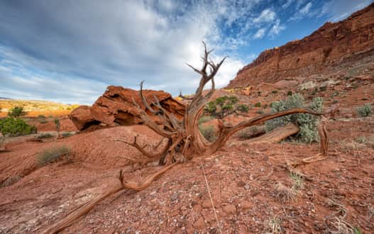 The landscape in Capitol Reef National Park is complex and offers a variety of rock formations.
