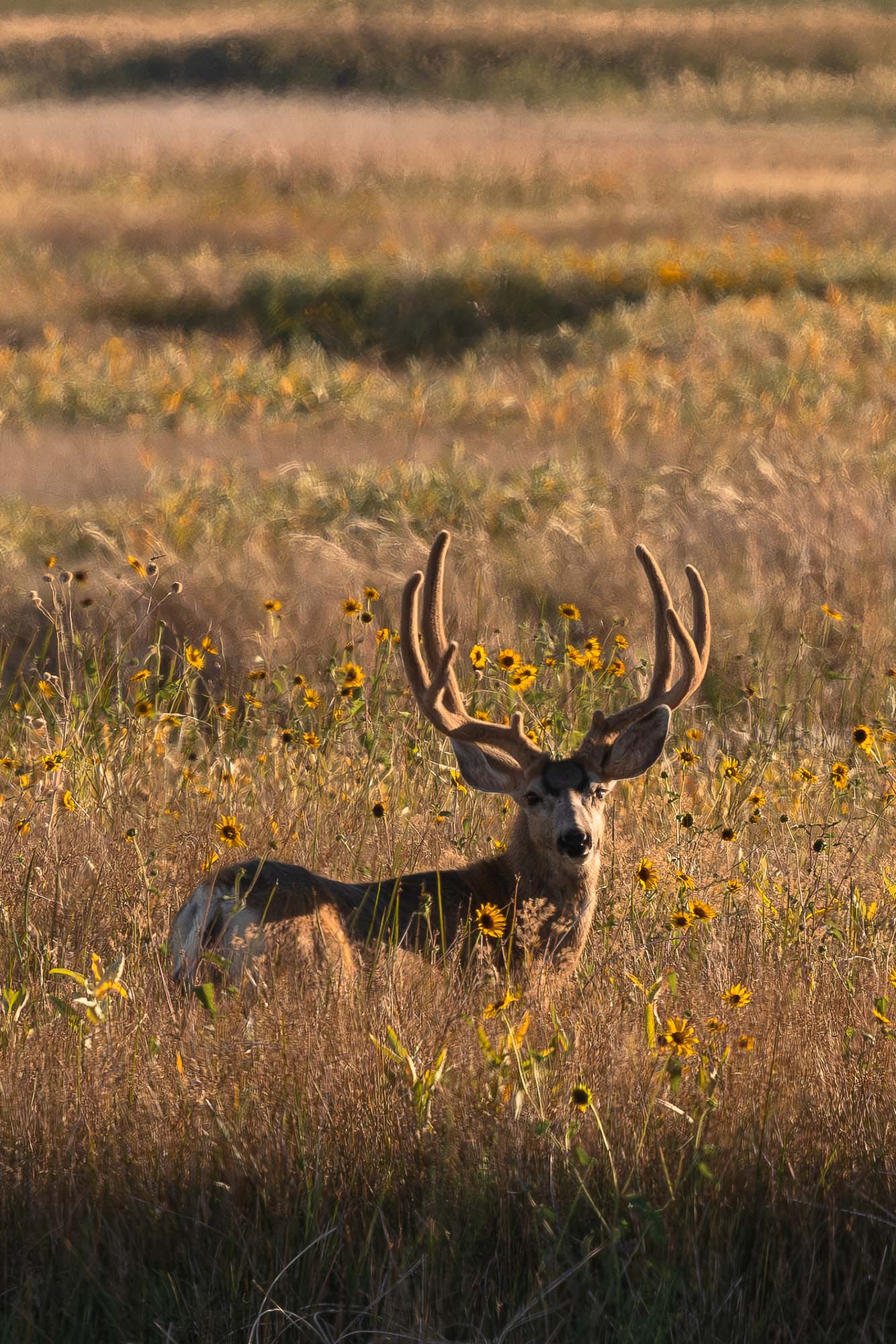 A mule deer buck strikes a pose at golden hour.