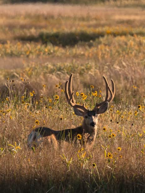 A mule deer buck strikes a pose at golden hour.