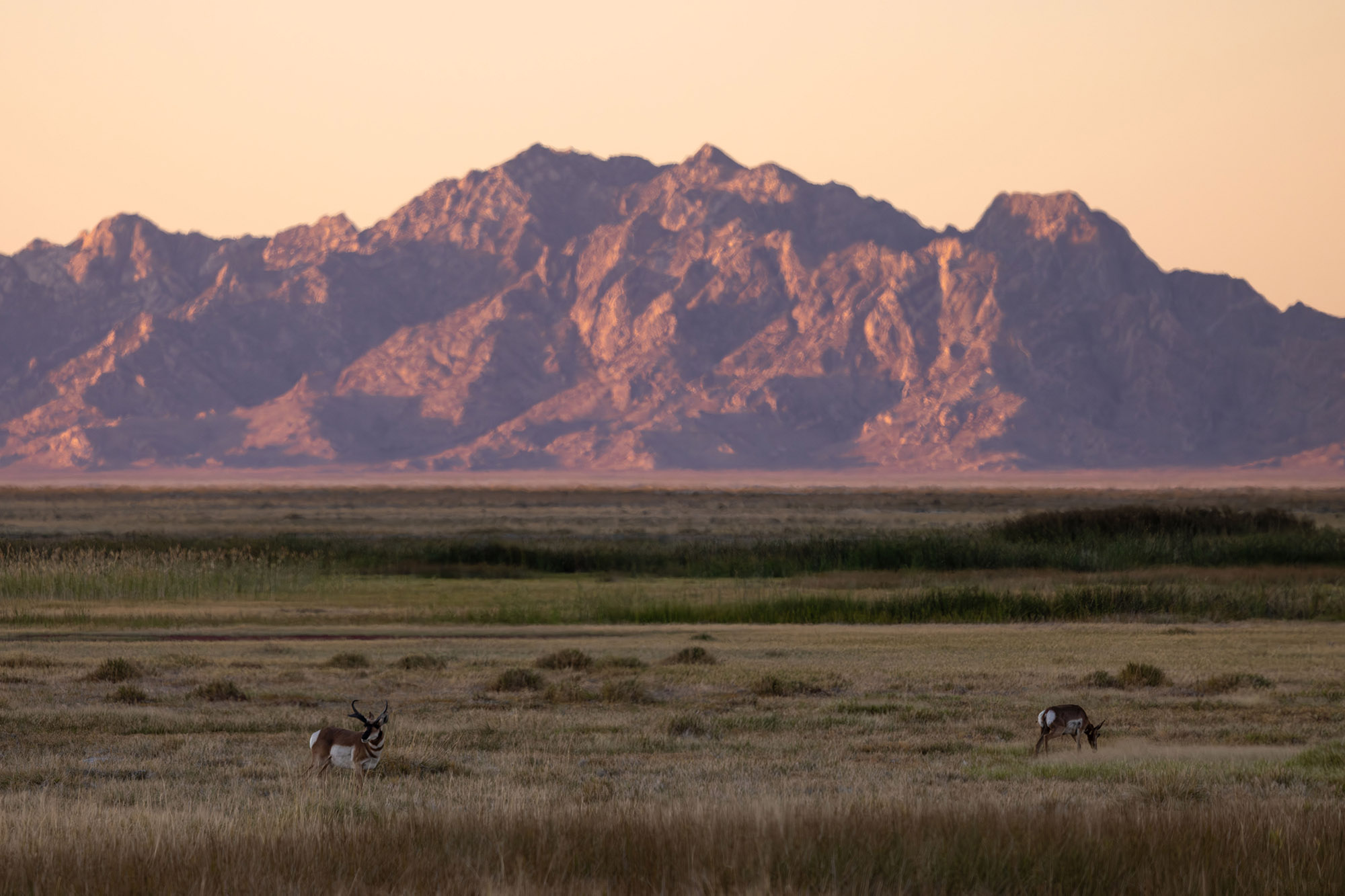 Fish Springs National Wildlife Refuge