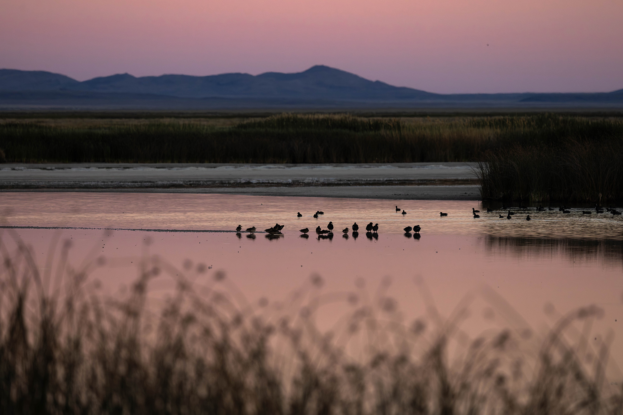 From pronghorn to shorebirds, Fish Springs National Wildlife Refuge is a secluded oasis that provides habitat for hundreds of species.
