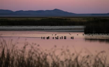 From pronghorn to shorebirds, Fish Springs National Wildlife Refuge is a secluded oasis that provides habitat for hundreds of species.