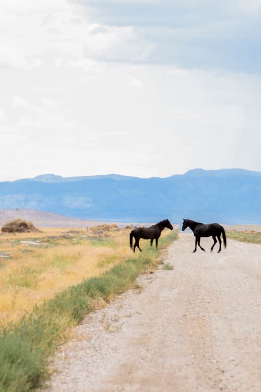 n 1971, Congress passed the Wild Free-Roaming Horses & Burros Act to protect these horses as “living symbols of the historic and pioneer spirit of the West.” Today, these wild horses live in herd management areas (HMAs) around the state.