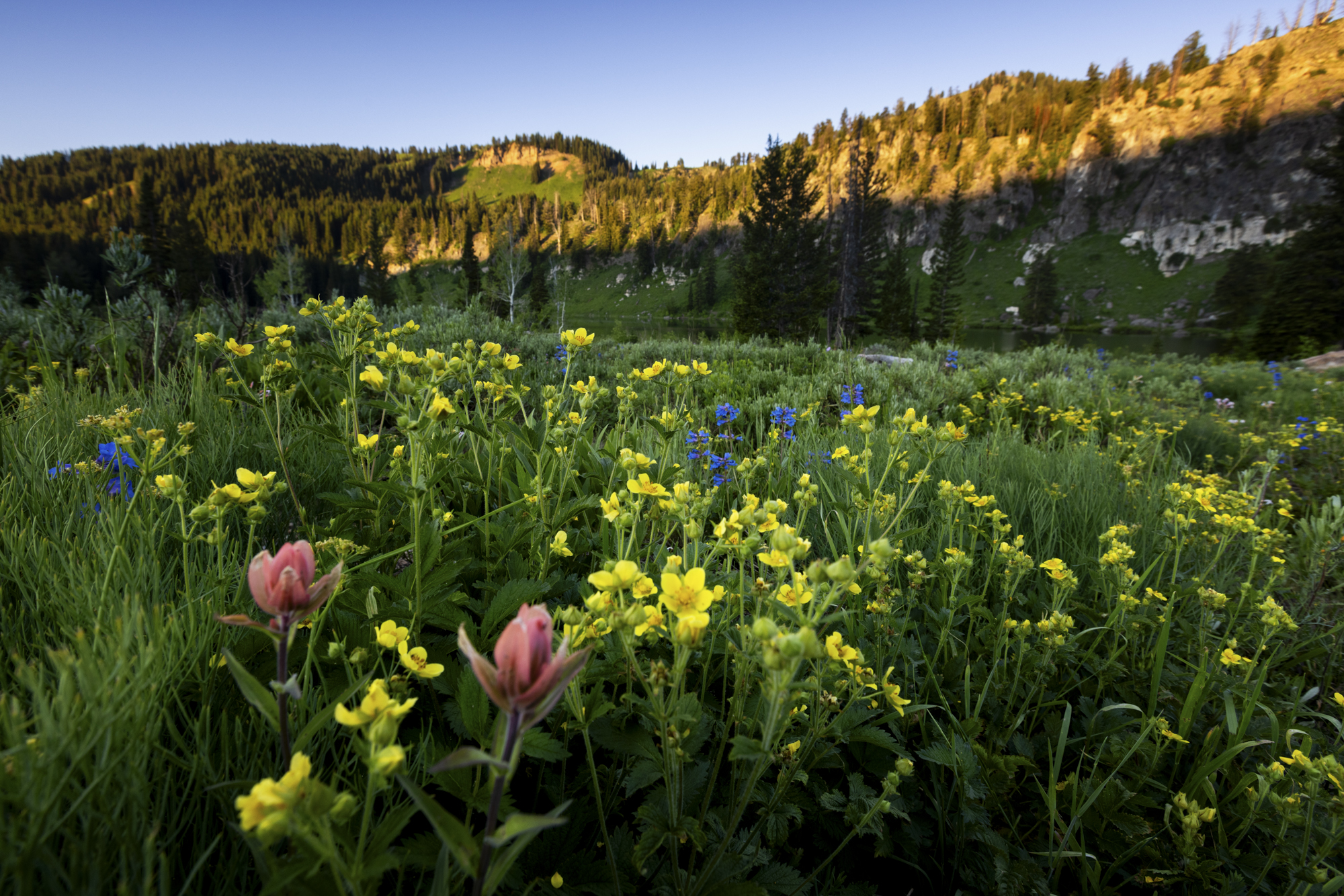 The Tony Grove Nature Trail is the easiest way to take in the daisies, lupines, columbines, paintbrushes, monkshood and mountain sunflowers that are in bloom in mid-to-late summer.