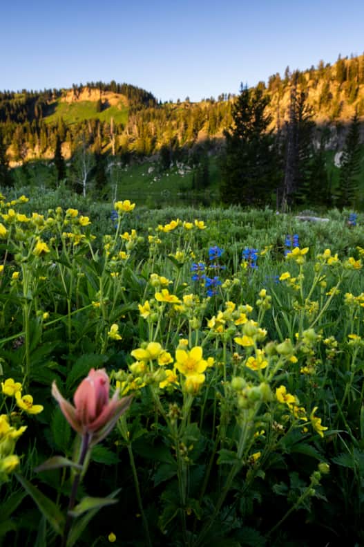 The Tony Grove Nature Trail is the easiest way to take in the daisies, lupines, columbines, paintbrushes, monkshood and mountain sunflowers that are in bloom in mid-to-late summer.