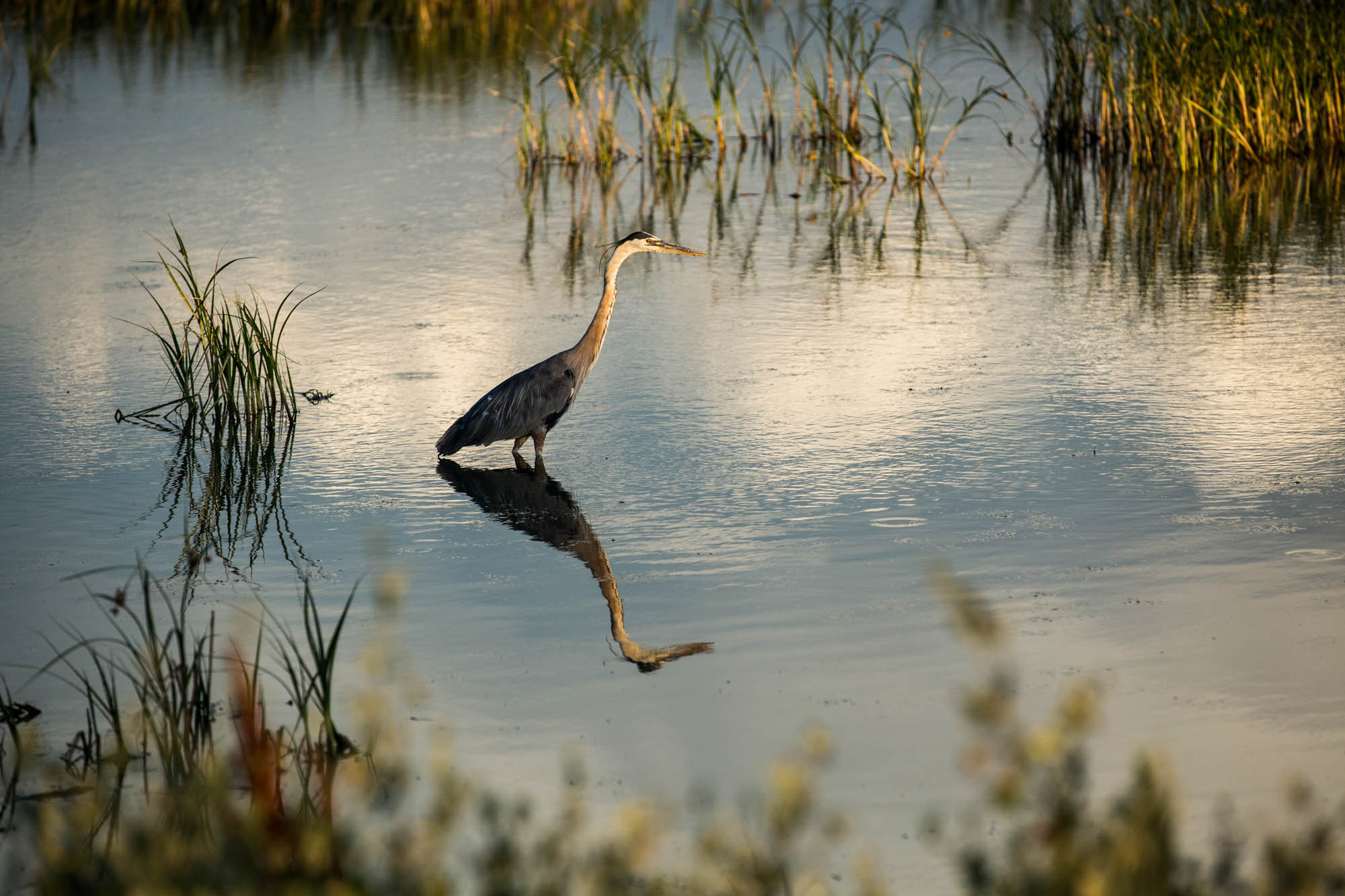 You can stop by the refuge and visit the new education center, or drive the 12-mile auto tour to see the birds and revel in the abundance of untouched, pristine flora and fauna throughout the area.