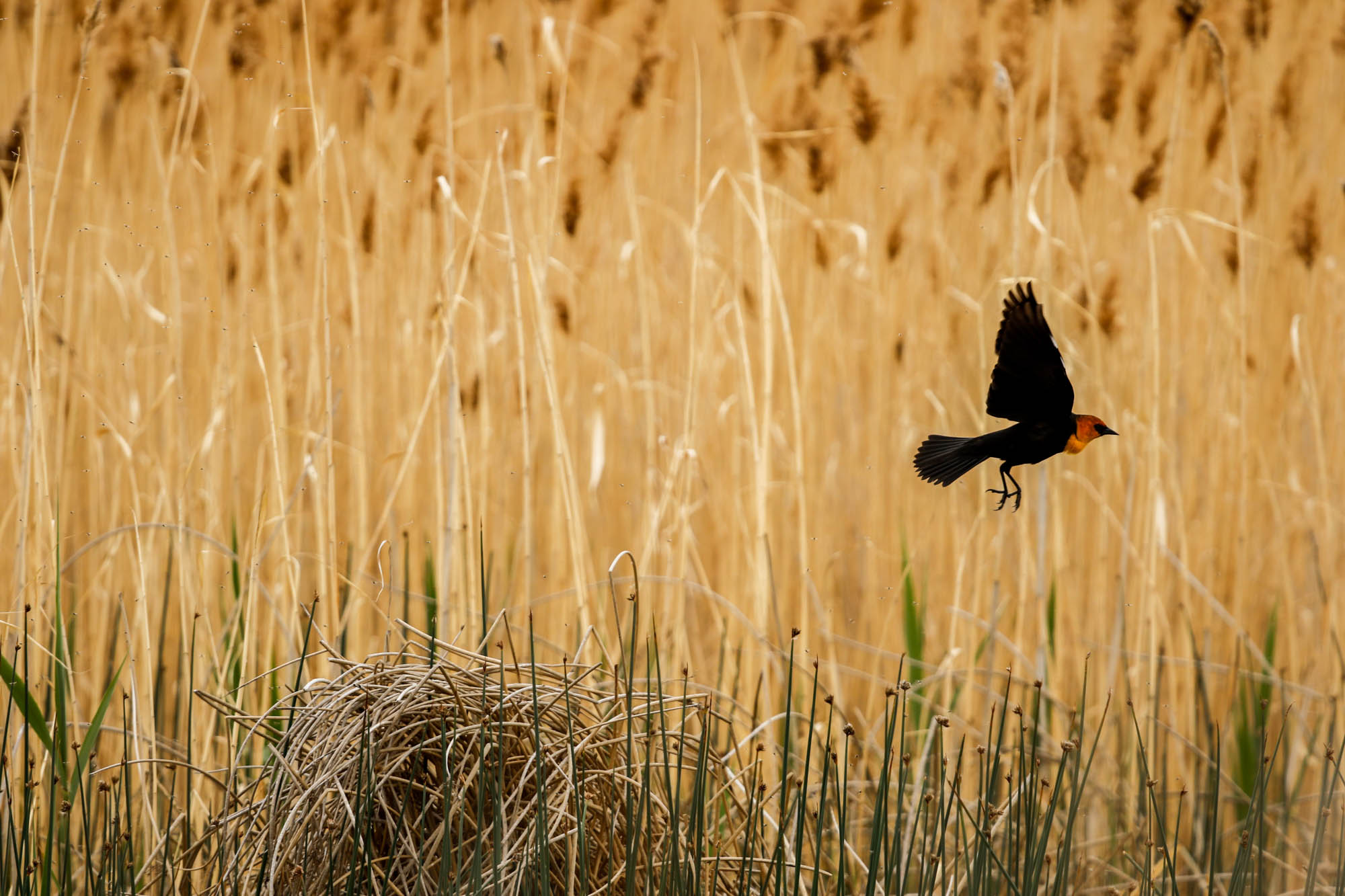 Established in 1928, the refuge now offers more than 74,000 acres of wetland habitat for native wildlife.