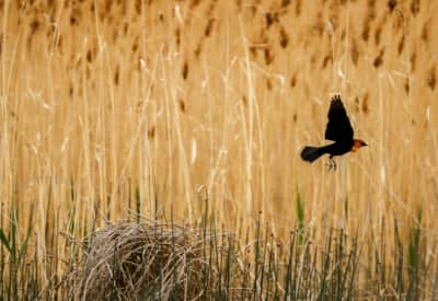 Established in 1928, the refuge now offers more than 74,000 acres of wetland habitat for native wildlife.