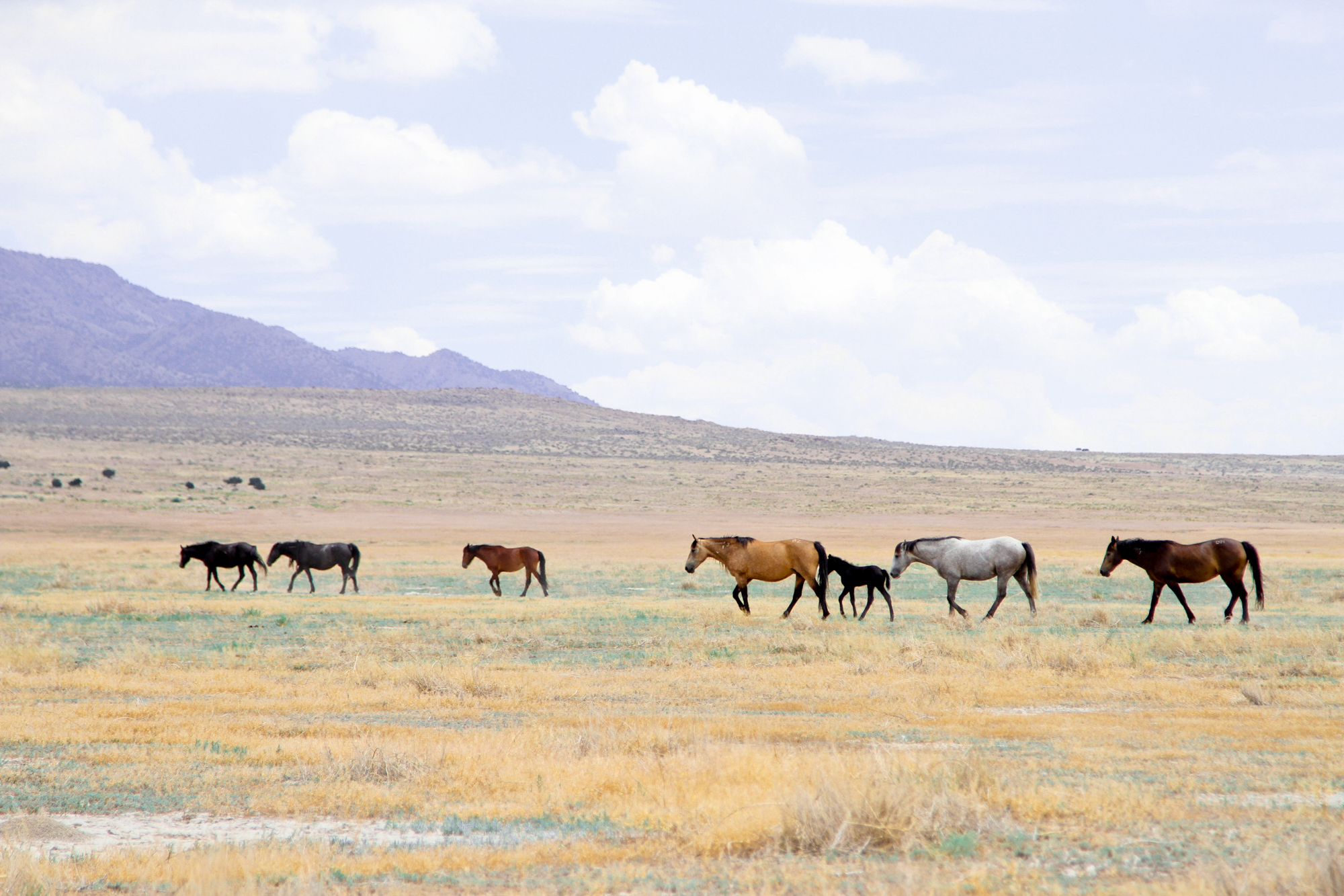 Great Basin Wild Horses