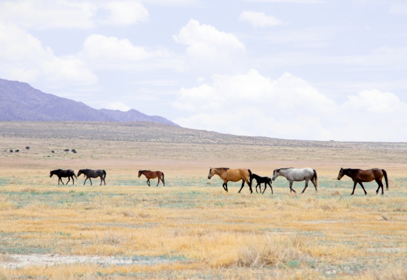 Delta, Utah | Town History and Cultural Attractions | Visit Utah