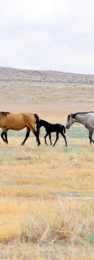 Delta_Great-Basin-3-Wild-Horses_Serago-Rosie