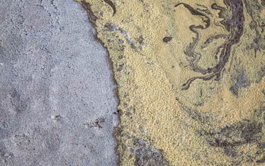 Color details from the landscape surrounding the Spiral Jetty.