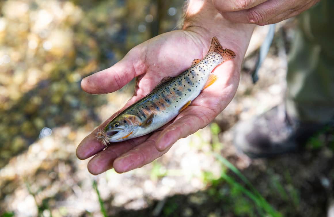 The Cutthroat Slam is an angling adventure to help enthusiasts find, catch and release the Bonneville, Bear River, Colorado and Yellowstone cutthroat species.